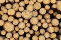 Tree felling. Deforestation. ÃÂ¡ut timber logs background. Wood is a renewable source of energy Royalty Free Stock Photo
